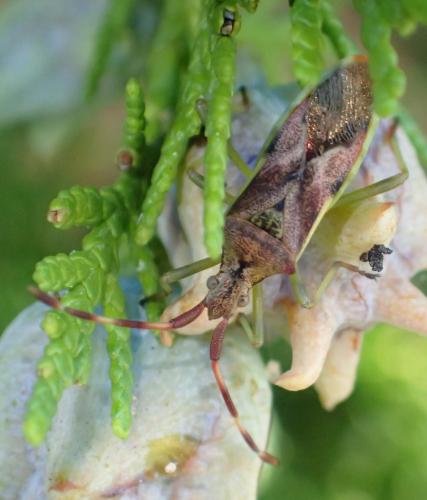Réf. 192 773 : Gonocerus juniperi